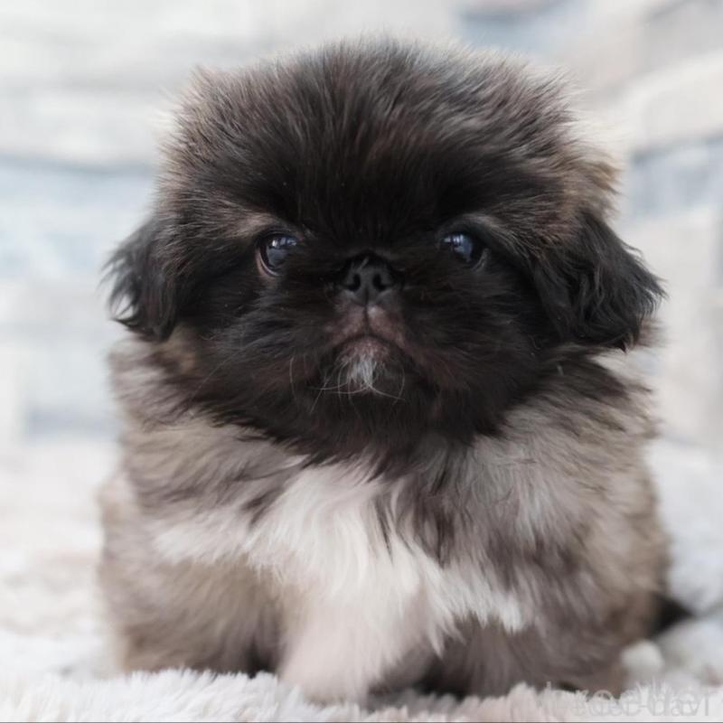 販売中の愛知県のペキニーズ-456153の2枚目