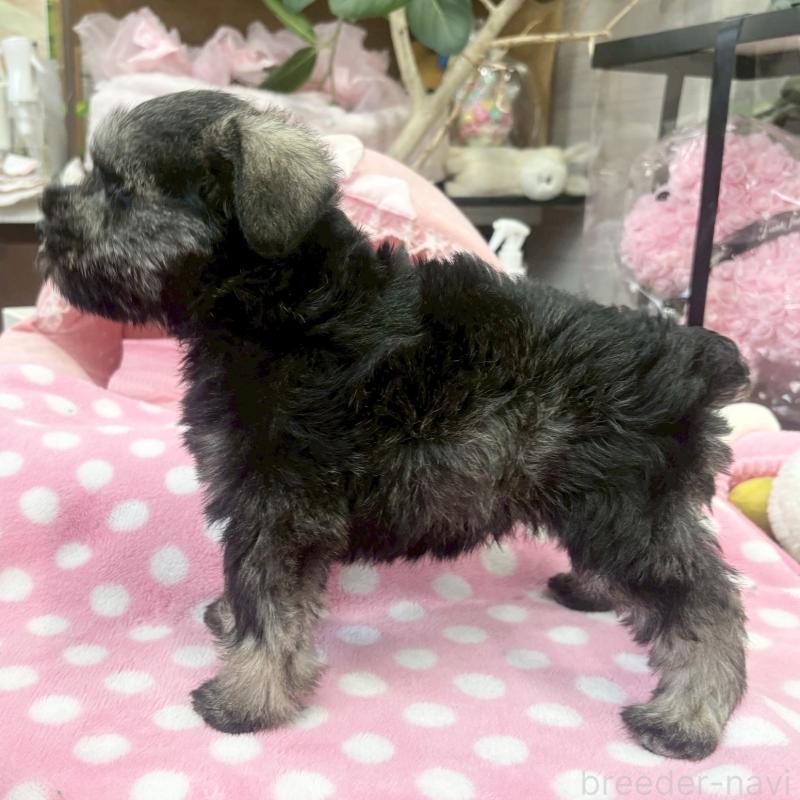 販売中の大阪府のミニチュアシュナウザー-456154の9枚目