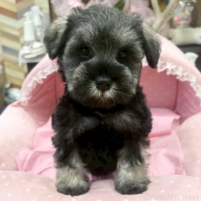 販売中の大阪府のミニチュアシュナウザー-456154の8枚目