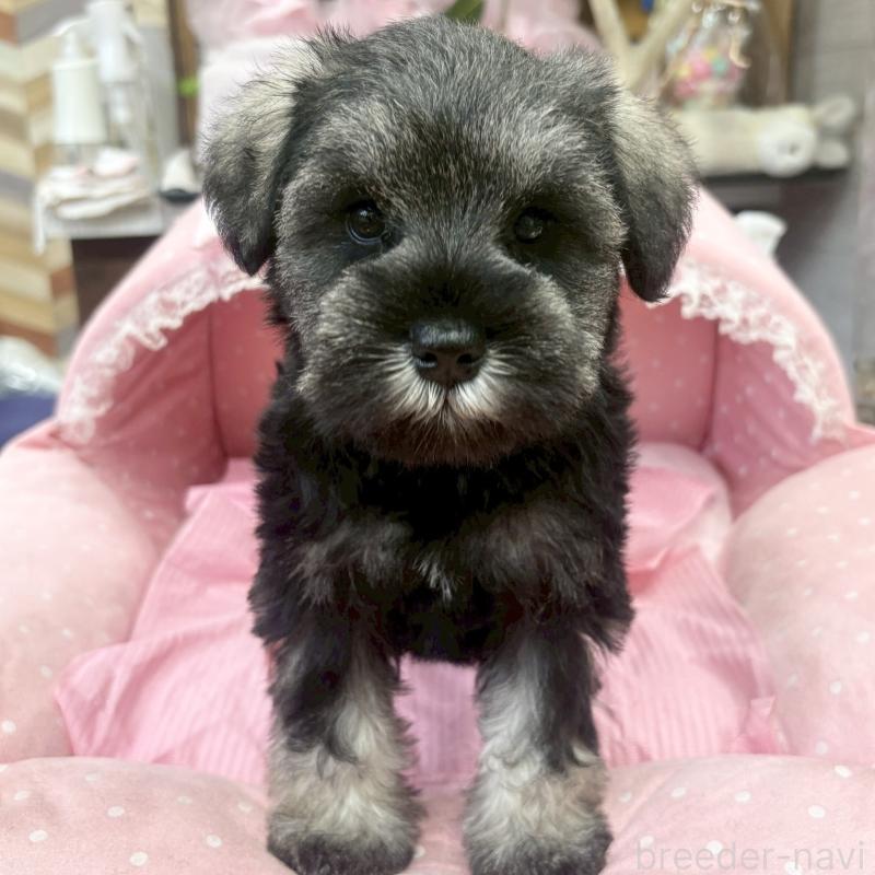 販売中の大阪府のミニチュアシュナウザー-456154の7枚目