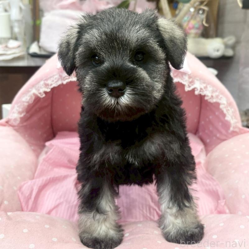 販売中の大阪府のミニチュアシュナウザー-456154の6枚目