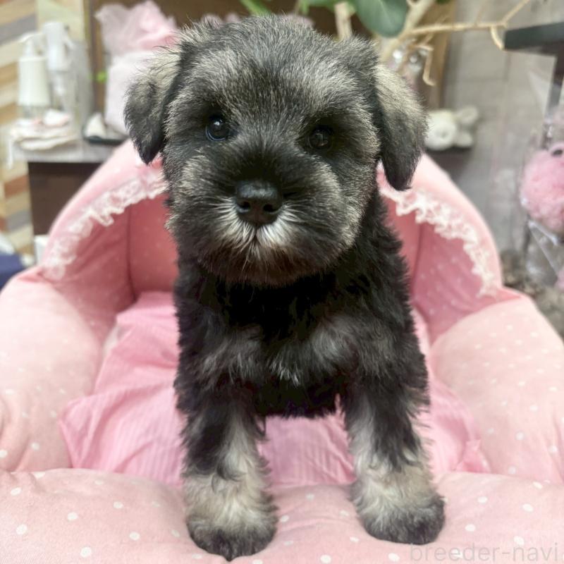 販売中の大阪府のミニチュアシュナウザー-456154の5枚目