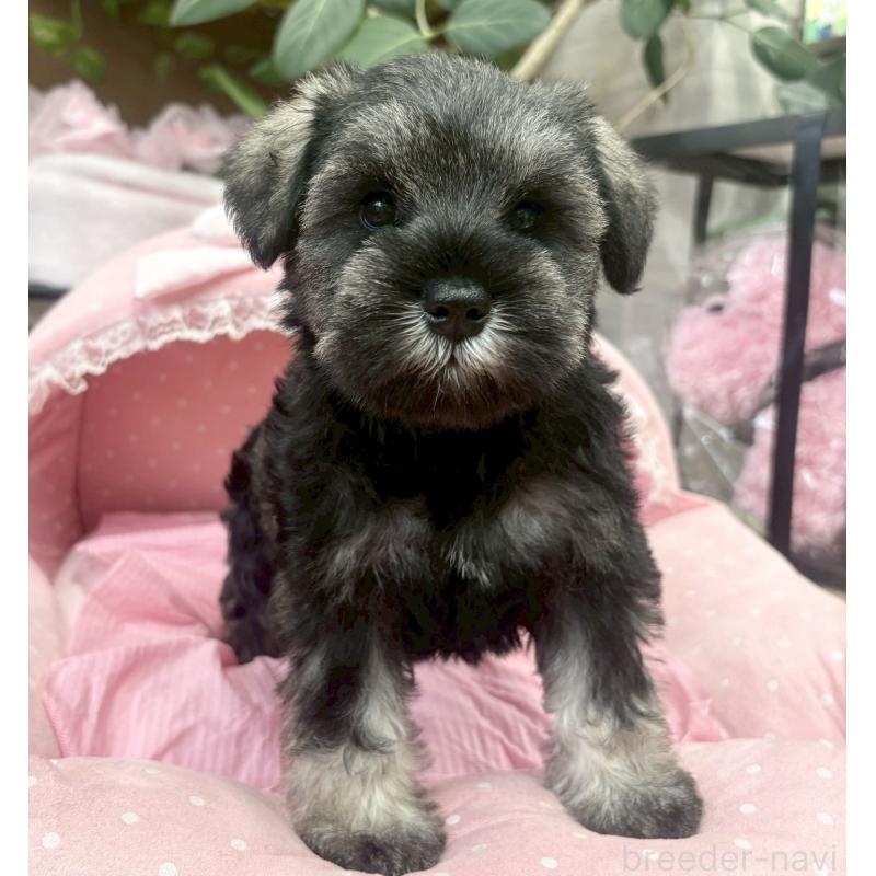 販売中の大阪府のミニチュアシュナウザー-456154の4枚目