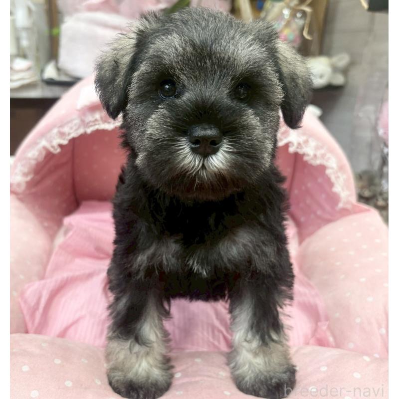 販売中の大阪府のミニチュアシュナウザー-456154の3枚目