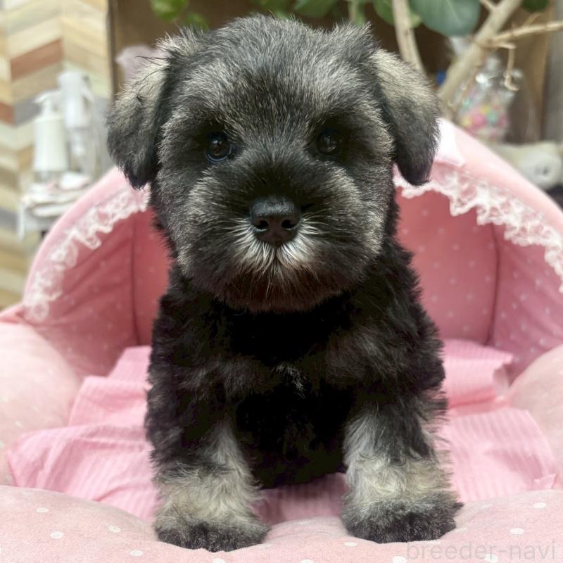 販売中の大阪府のミニチュアシュナウザー-456154の2枚目