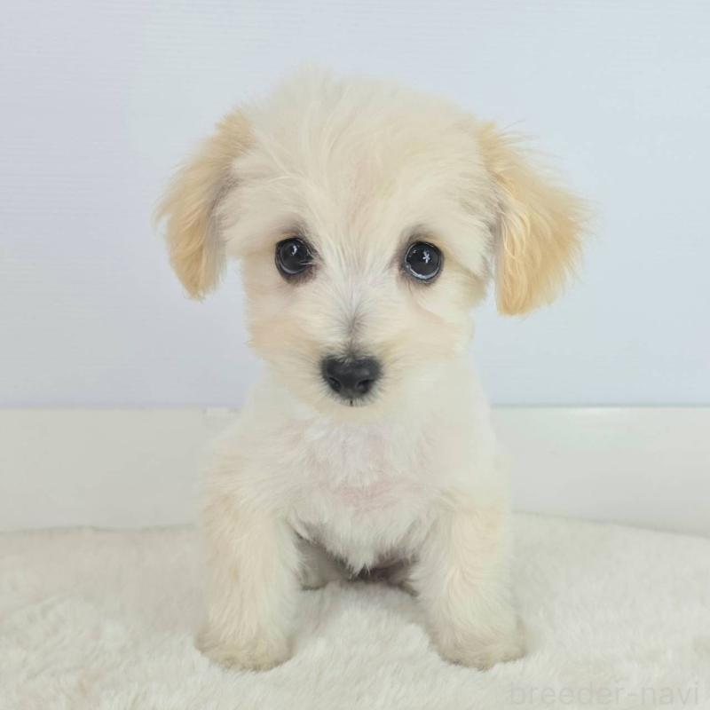 販売中の茨城県のマルプー:マルチーズ×トイプードル-456155の6枚目