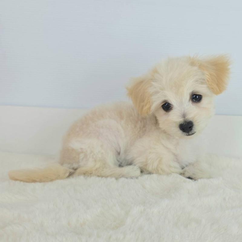 販売中の茨城県のマルプー:マルチーズ×トイプードル-456155の5枚目