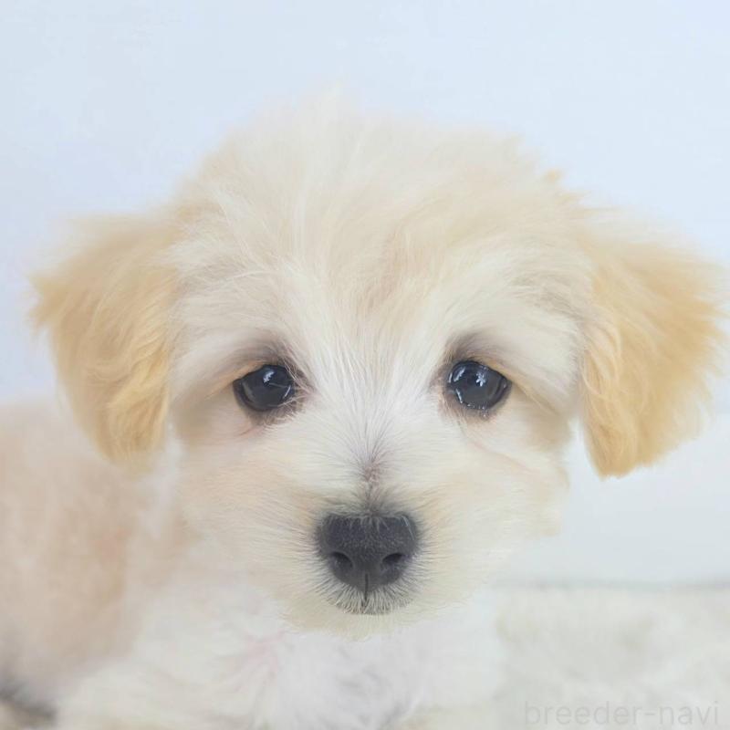 販売中の茨城県のマルプー:マルチーズ×トイプードル-456155