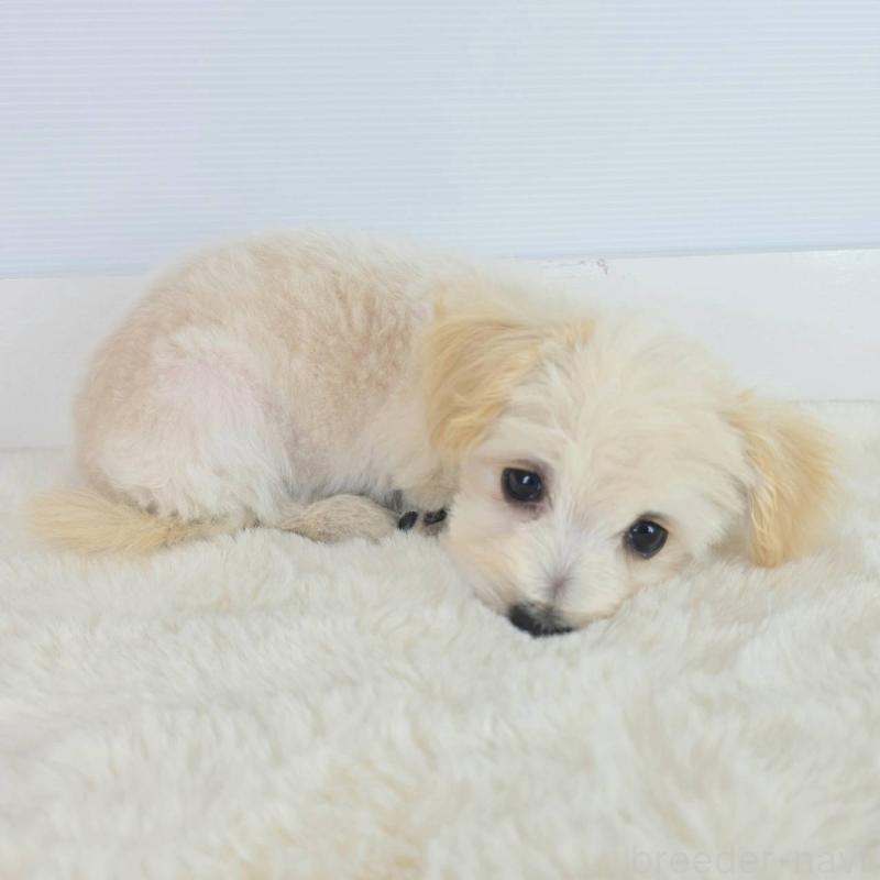 販売中の茨城県のマルプー:マルチーズ×トイプードル-456155の2枚目