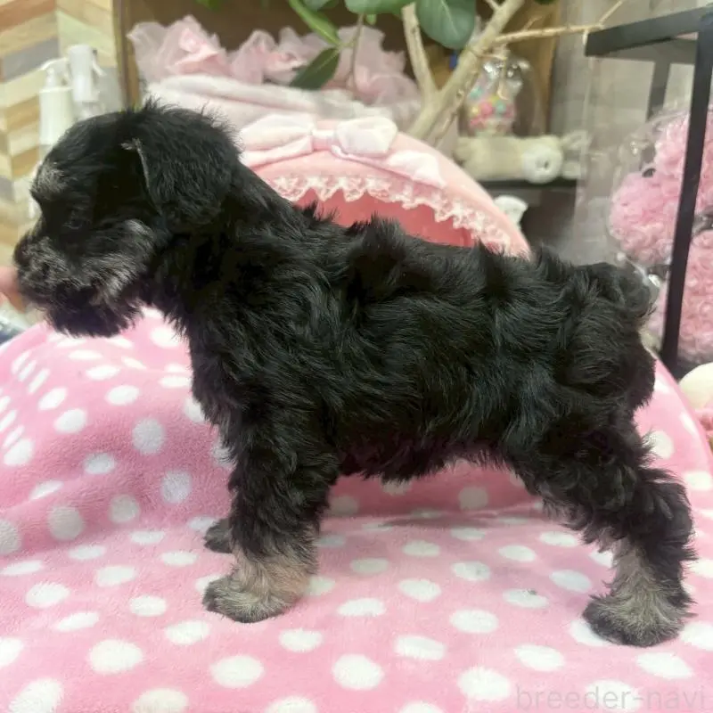 販売中の大阪府のミニチュアシュナウザー-456157の9枚目