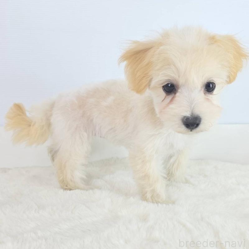 販売中の茨城県のマルプー:マルチーズ×トイプードル-456156の5枚目