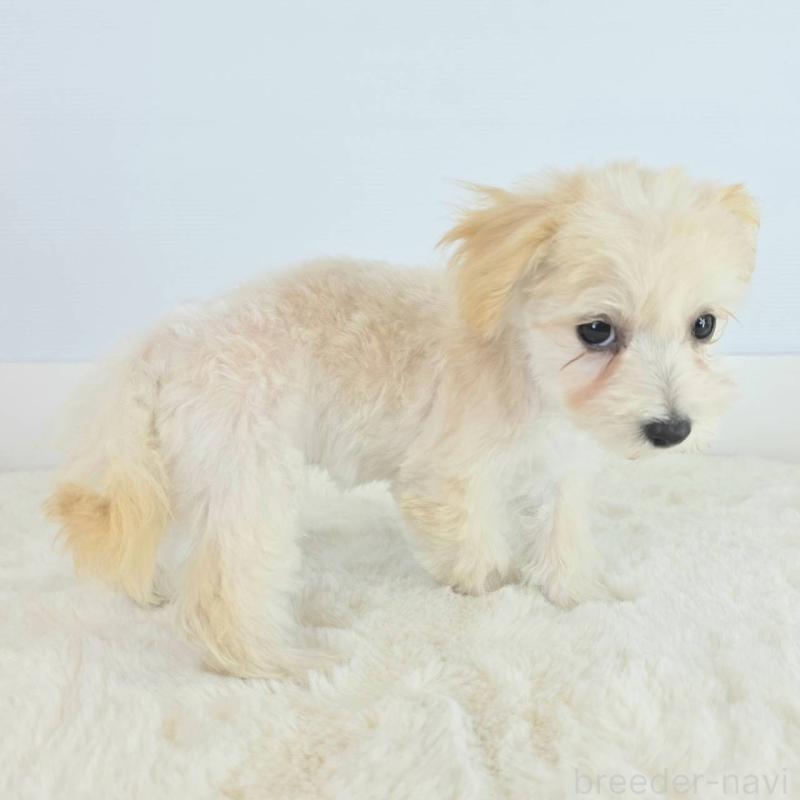 販売中の茨城県のマルプー:マルチーズ×トイプードル-456156の6枚目