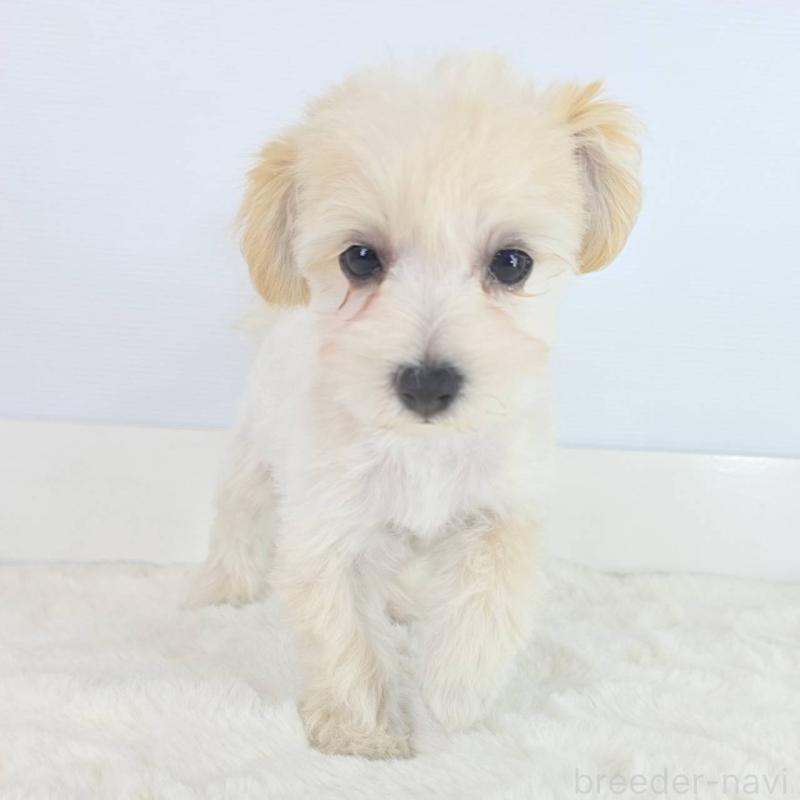 販売中の茨城県のマルプー:マルチーズ×トイプードル-456156の4枚目