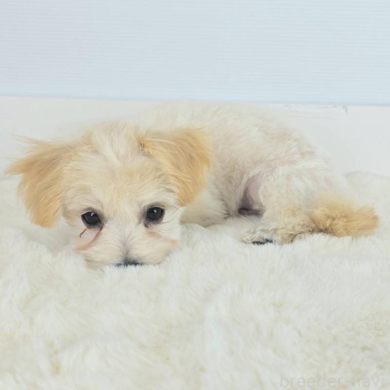 販売中の茨城県のマルプー:マルチーズ×トイプードル-456156の3枚目