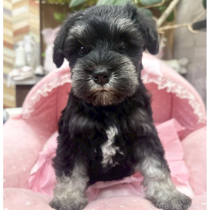 販売中の大阪府のミニチュアシュナウザー-456157の8枚目