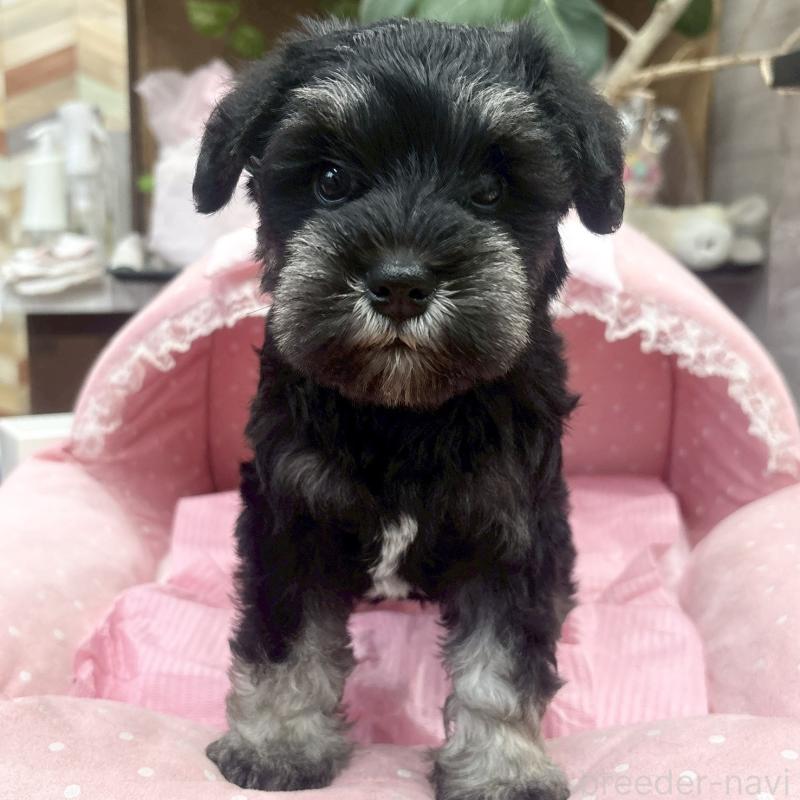 販売中の大阪府のミニチュアシュナウザー-456157の7枚目