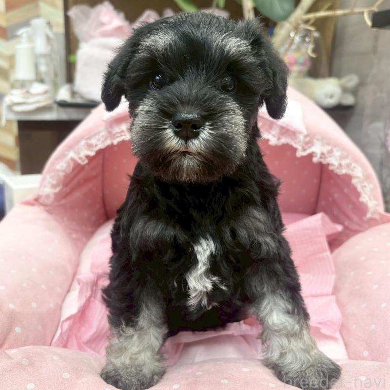 販売中の大阪府のミニチュアシュナウザー-456157の6枚目