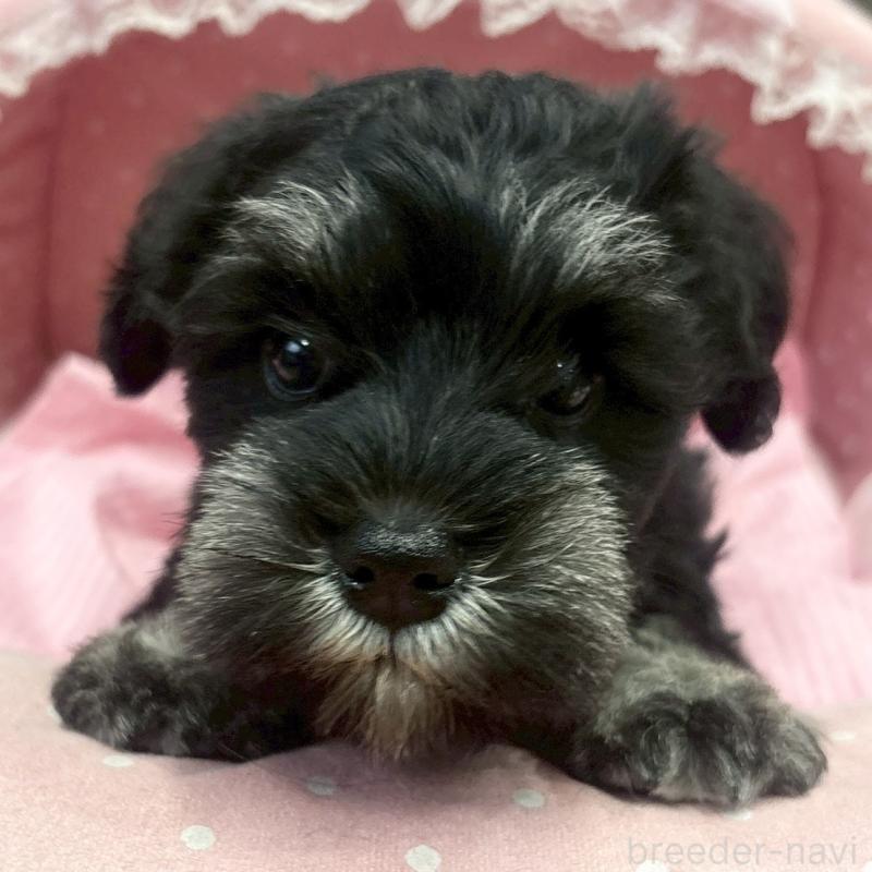 販売中の大阪府のミニチュアシュナウザー-456157の5枚目