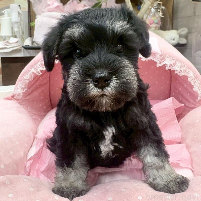 販売中の大阪府のミニチュアシュナウザー-456157の4枚目