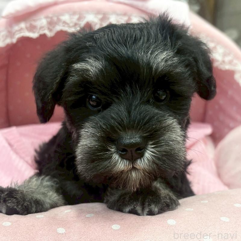 販売中の大阪府のミニチュアシュナウザー-456157の3枚目