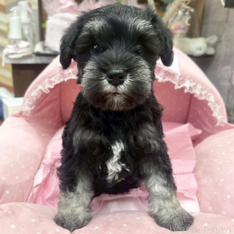 販売中の大阪府のミニチュアシュナウザー-456157の2枚目