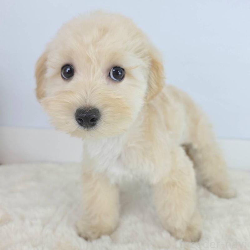 販売中の茨城県のマルプー:マルチーズ×トイプードル-456158の5枚目