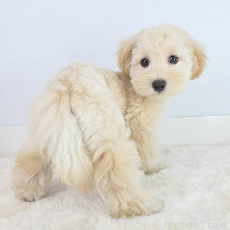 販売中の茨城県のマルプー:マルチーズ×トイプードル-456158の6枚目