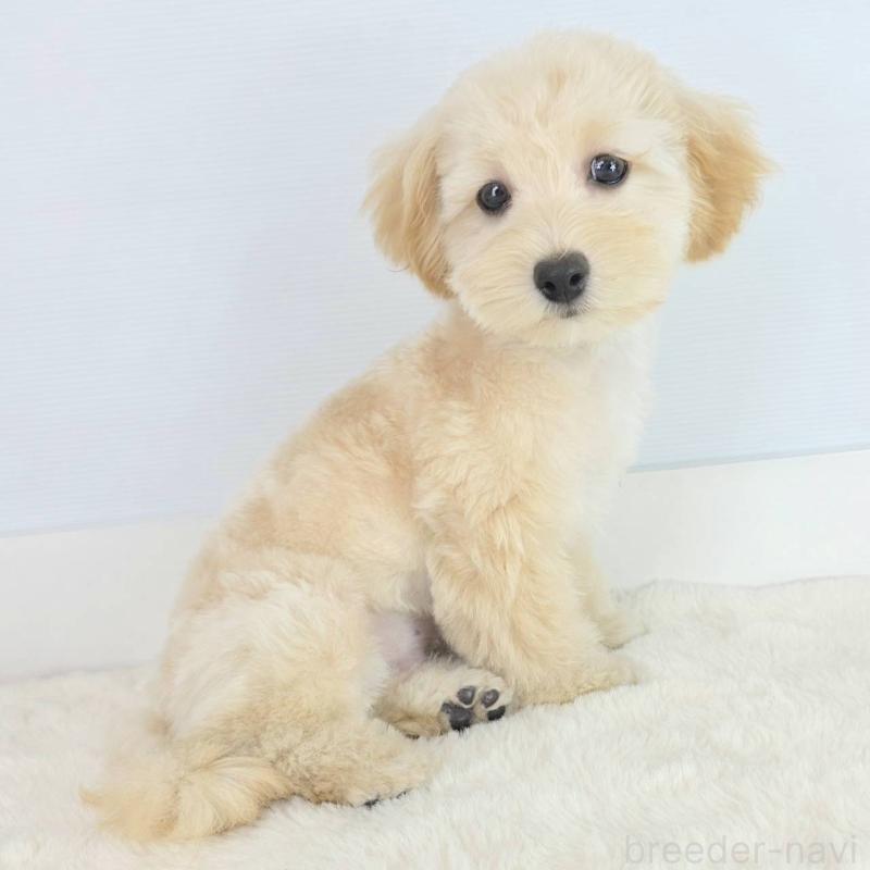 販売中の茨城県のマルプー:マルチーズ×トイプードル-456158の4枚目