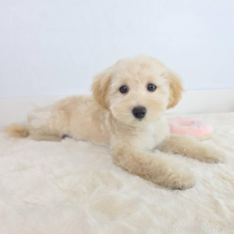 販売中の茨城県のマルプー:マルチーズ×トイプードル-456158の2枚目