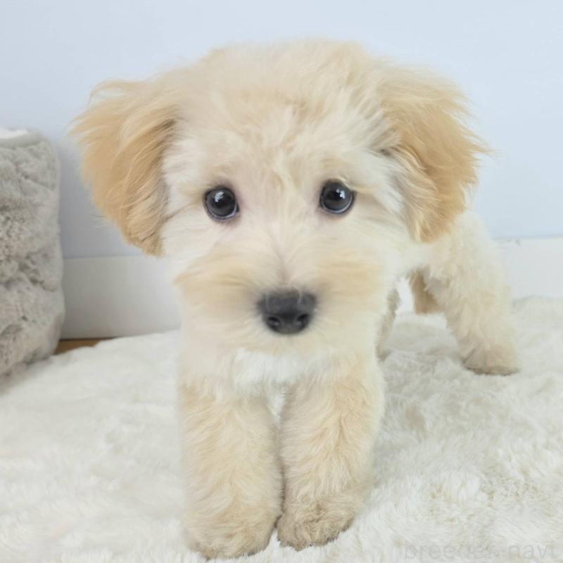 販売中の茨城県のマルプー:マルチーズ×トイプードル-456159の6枚目