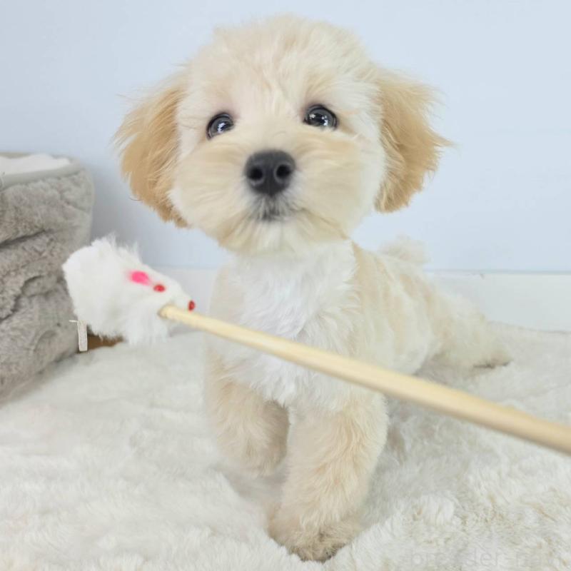 販売中の茨城県のマルプー:マルチーズ×トイプードル-456159の4枚目