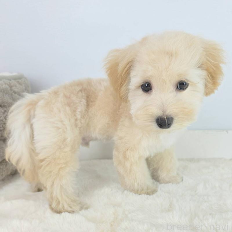 販売中の茨城県のマルプー:マルチーズ×トイプードル-456159の3枚目