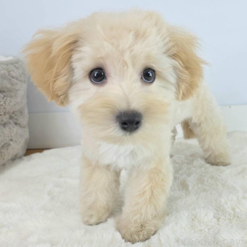 販売中の茨城県のマルプー:マルチーズ×トイプードル-456159の2枚目