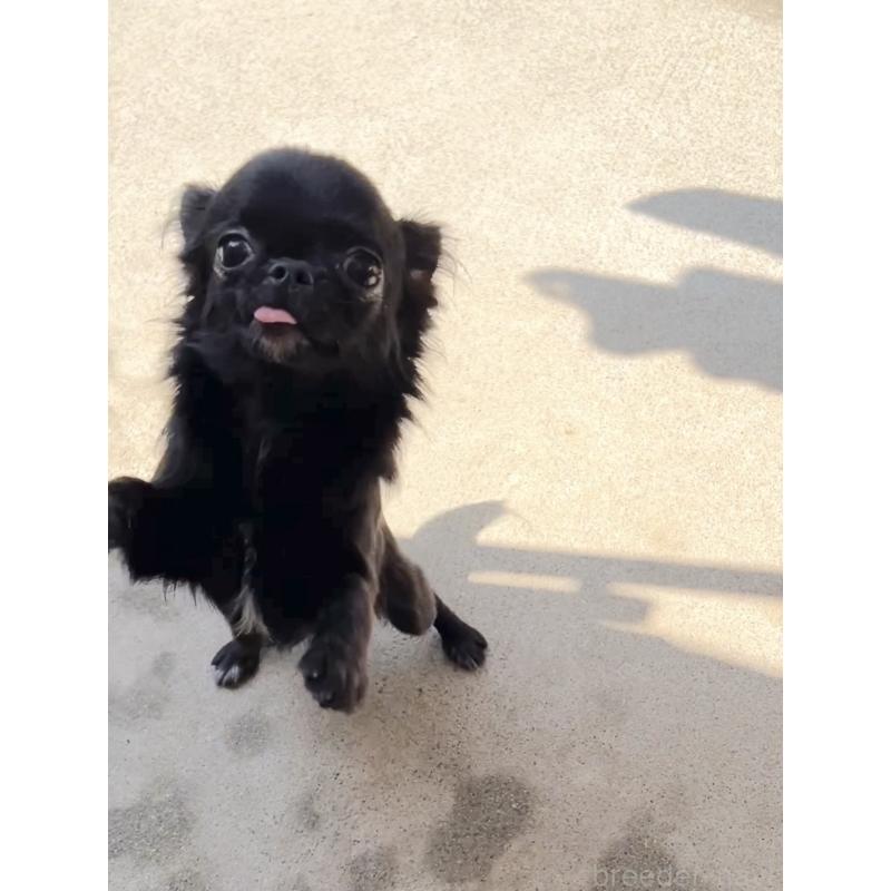 販売中の広島県のチワワ(ロングコート)-448285