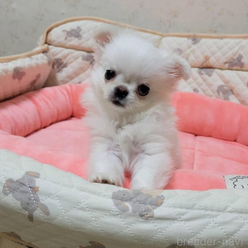 販売中の大阪府のチワワ(ロングコート)-451713