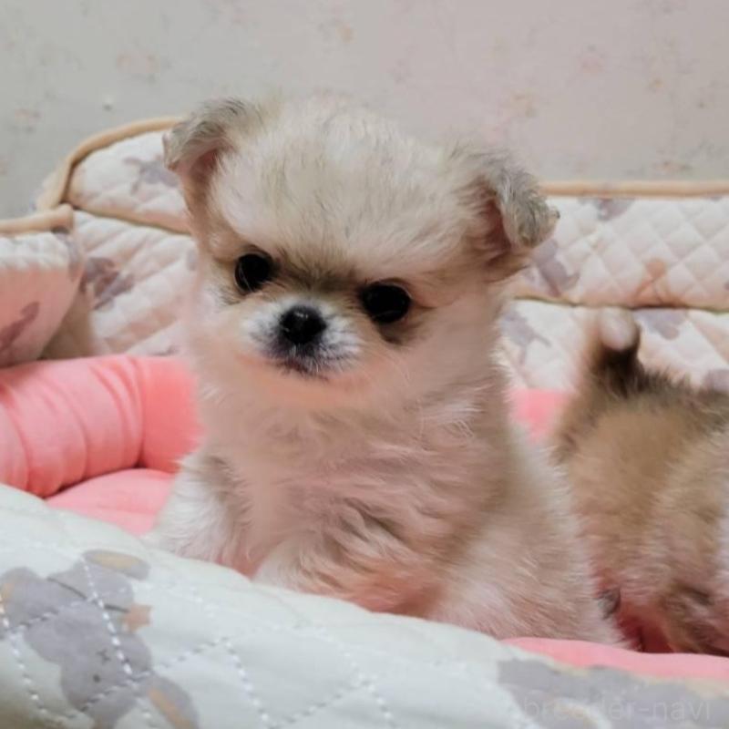 販売中の大阪府のチワワ(ロングコート)-451720