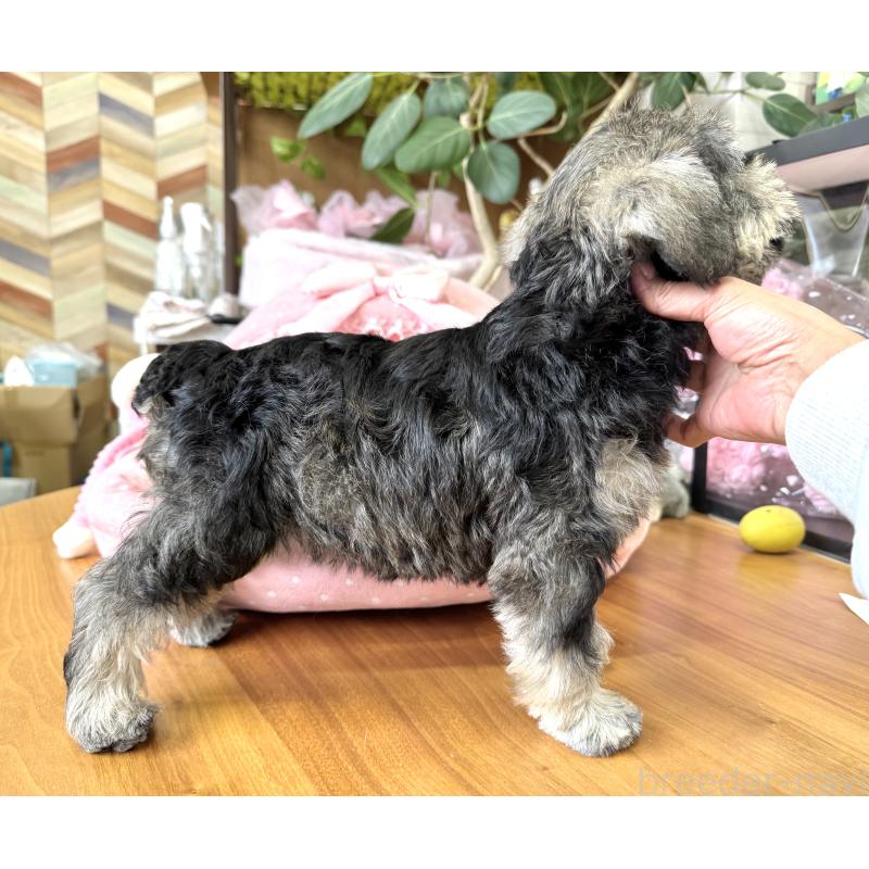 販売中の大阪府のミニチュアシュナウザー-456160の9枚目