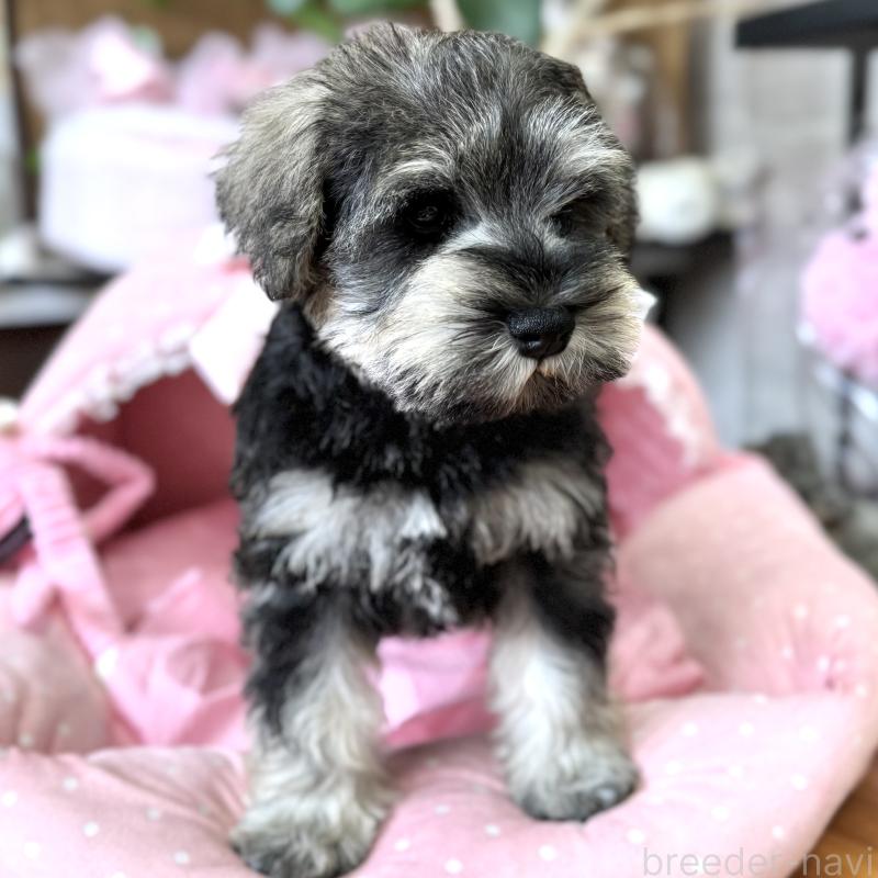 販売中の大阪府のミニチュアシュナウザー-456160の8枚目