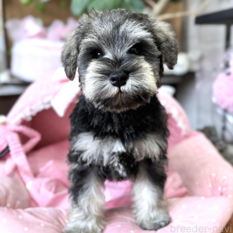 販売中の大阪府のミニチュアシュナウザー-456160の7枚目