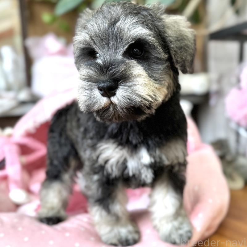 販売中の大阪府のミニチュアシュナウザー-456160の6枚目