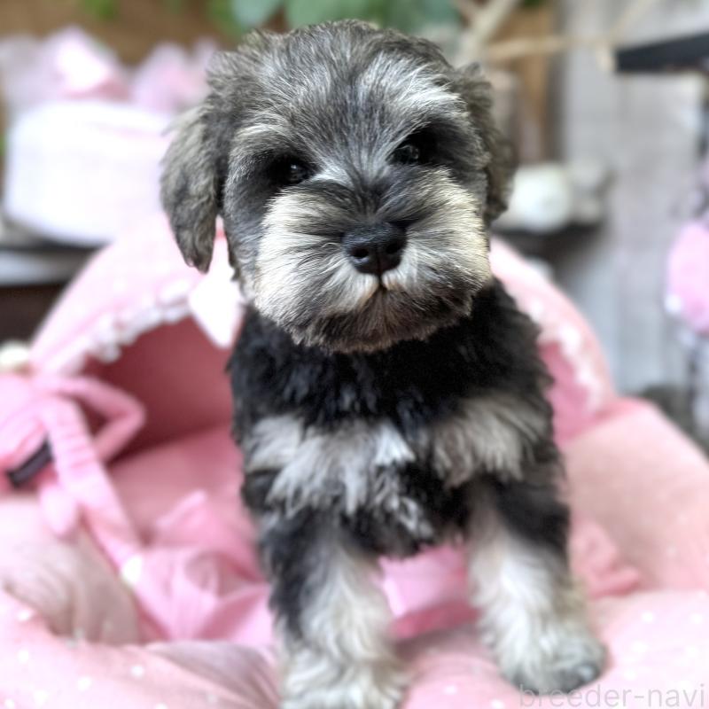販売中の大阪府のミニチュアシュナウザー-456160の5枚目