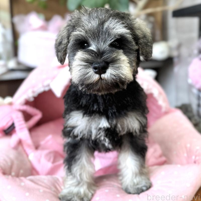 販売中の大阪府のミニチュアシュナウザー-456160の4枚目