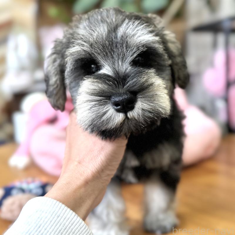 販売中の大阪府のミニチュアシュナウザー-456160の3枚目