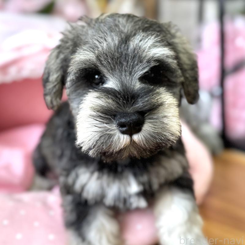 販売中の大阪府のミニチュアシュナウザー-456160の2枚目