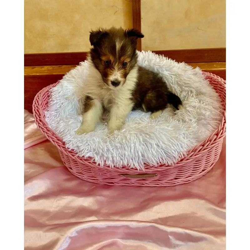 販売中の静岡県のシェットランドシープドッグ(シェルティ)-456163の5枚目