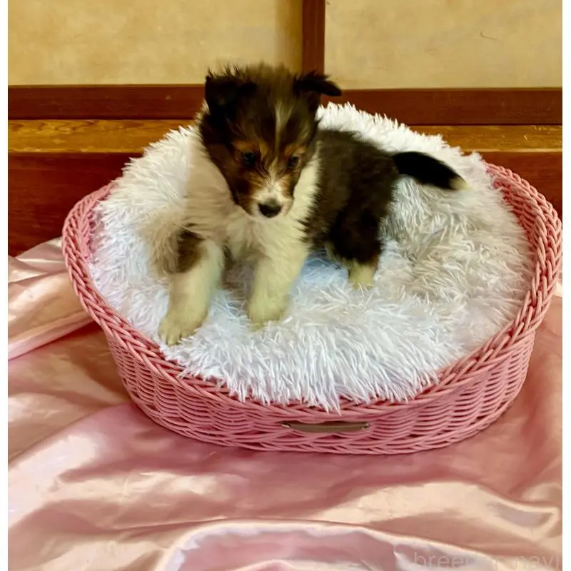 販売中の静岡県のシェットランドシープドッグ(シェルティ)-456163の4枚目