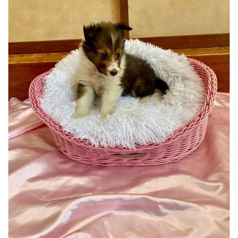 販売中の静岡県のシェットランドシープドッグ(シェルティ)-456163の3枚目