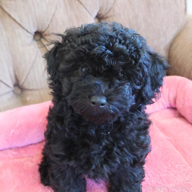 ♀︎タイニープードル