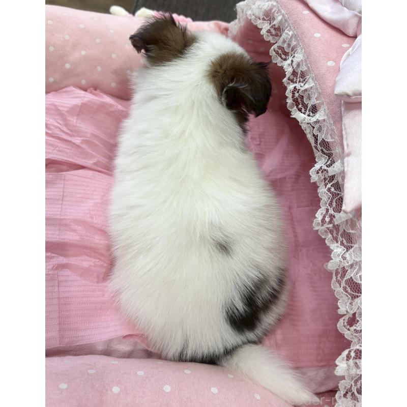 販売中の大阪府のパピヨン-456162の9枚目