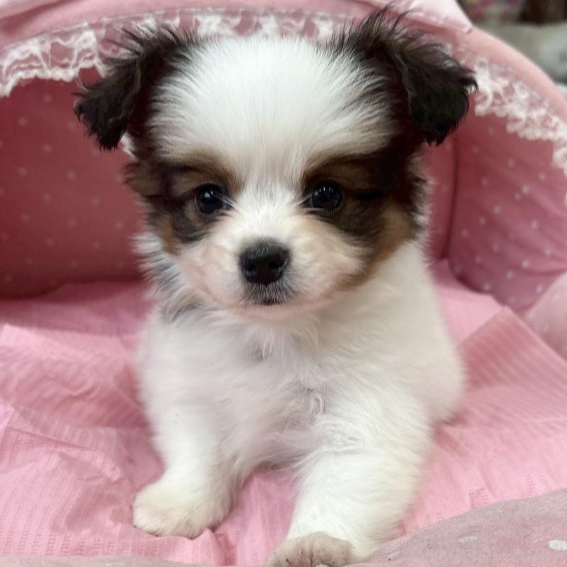 販売中の大阪府のパピヨン-456162の8枚目